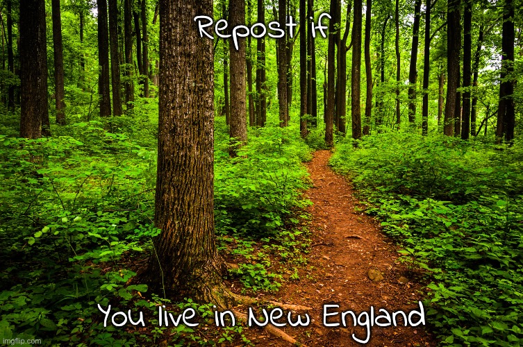 New England is the northernmost region in the United States | Repost if; You live in New England | image tagged in forest path | made w/ Imgflip meme maker