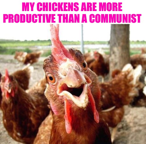 Chickens vs. Communists | MY CHICKENS ARE MORE PRODUCTIVE THAN A COMMUNIST | image tagged in chicken,communism,humor,memes,so true | made w/ Imgflip meme maker