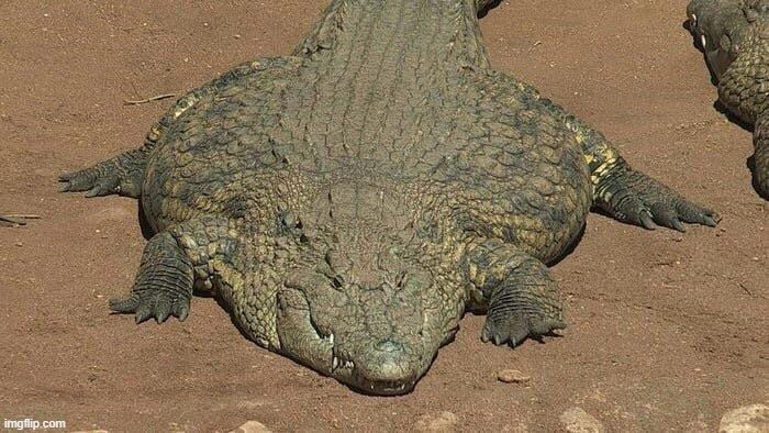 Thicc crocodile | image tagged in thicc crocodile | made w/ Imgflip meme maker