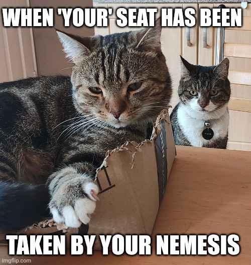 Jealous cat | WHEN 'YOUR' SEAT HAS BEEN; TAKEN BY YOUR NEMESIS | image tagged in jealous cat | made w/ Imgflip meme maker