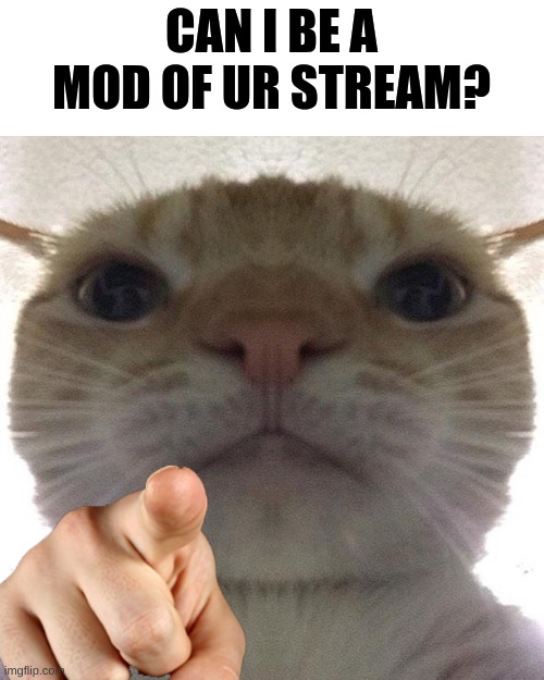 plz I am bored | CAN I BE A MOD OF UR STREAM? | image tagged in cat point at you,mods,wannabe,mod,or else | made w/ Imgflip meme maker