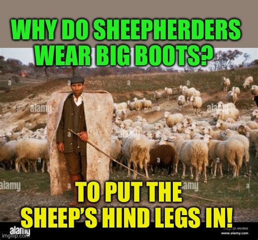 Shepards mystery | WHY DO SHEEPHERDERS WEAR BIG BOOTS? TO PUT THE SHEEP’S HIND LEGS IN! | image tagged in gifs,funny,joke,dirty joke,sheep | made w/ Imgflip meme maker