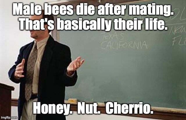 Teacher explains | Male bees die after mating.
That's basically their life. Honey.  Nut.  Cherrio. | image tagged in teacher explains | made w/ Imgflip meme maker