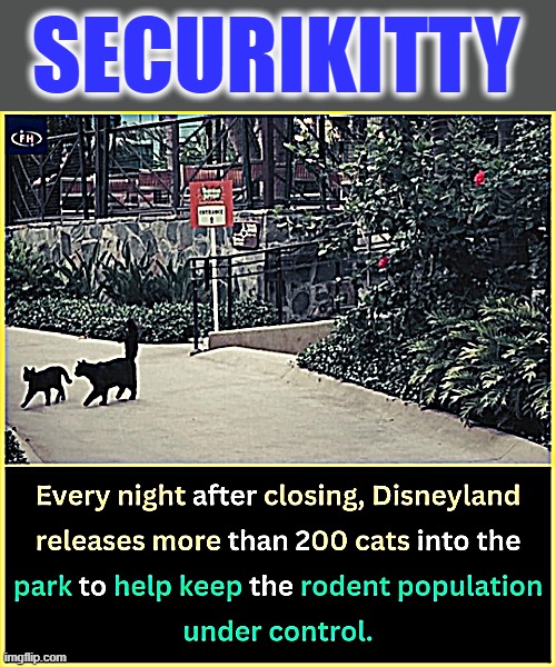 Disney Cats | SECURIKITTY | image tagged in night fury | made w/ Imgflip meme maker