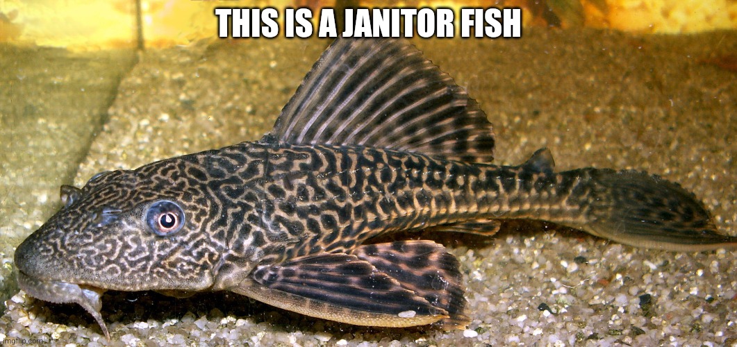 This is pleco | THIS IS A JANITOR FISH | image tagged in pleco | made w/ Imgflip meme maker