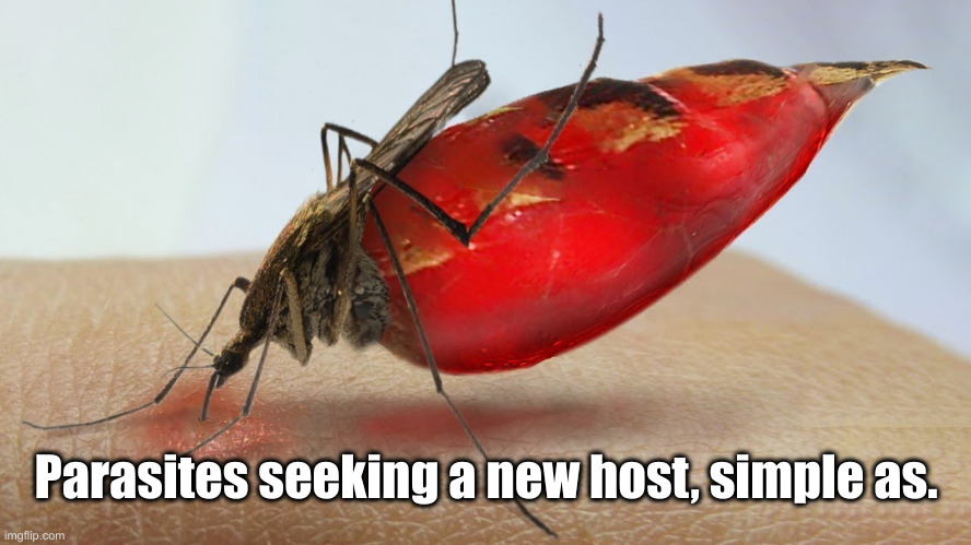 Mosquito | Parasites seeking a new host, simple as. | image tagged in mosquito | made w/ Imgflip meme maker