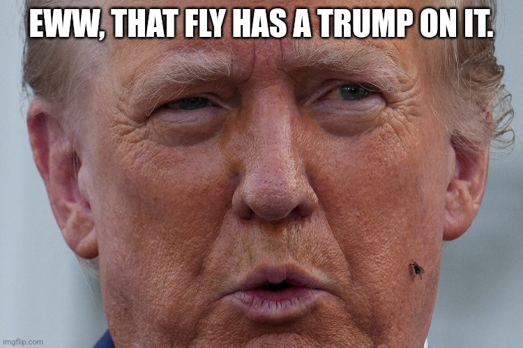 Eww, that fly has a Trump on it. | EWW, THAT FLY HAS A TRUMP ON IT. | image tagged in trump,fly | made w/ Imgflip meme maker