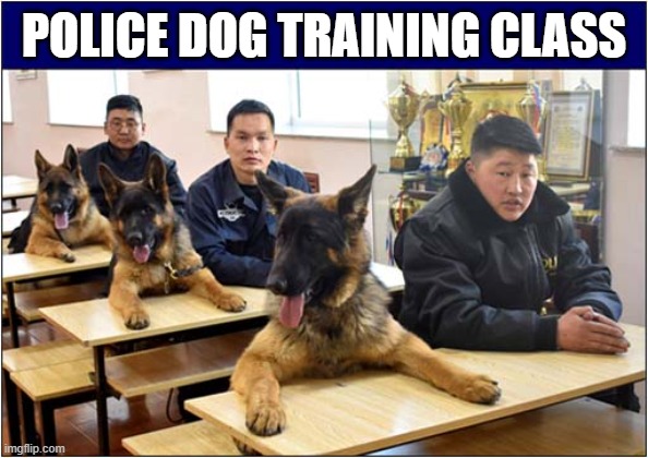 Pay Attention ! | POLICE DOG TRAINING CLASS | image tagged in dogs,police dogs,training,class | made w/ Imgflip meme maker