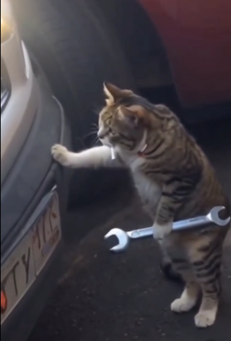 Garage Cat Blank Meme Template