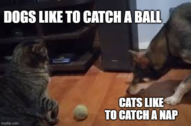 memes by Brad - Dogs catch ball. Cats catch naps. | DOGS LIKE TO CATCH A BALL; CATS LIKE TO CATCH A NAP | image tagged in funny,cats,kittens,cats and dogs,funny cat memes,humor | made w/ Imgflip meme maker