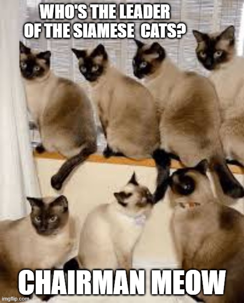 memes by Brad - Who's the leader of all of the Siamese cats? | WHO'S THE LEADER OF THE SIAMESE  CATS? CHAIRMAN MEOW | image tagged in funny,cats,kittens,funny cat memes,cute kittens,humor | made w/ Imgflip meme maker