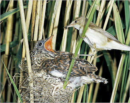 Cuckoo Bird Blank Meme Template