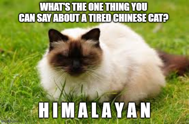 memes by Brad - What can you say about a tired Chinese cat? | WHAT'S THE ONE THING YOU CAN SAY ABOUT A TIRED CHINESE CAT? H I M A L A Y A N | image tagged in funny,cats,kittens,funny cat memes,humor,cute kittens | made w/ Imgflip meme maker