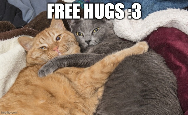 the cats are gay ok? | FREE HUGS :3 | image tagged in two cats hugging | made w/ Imgflip meme maker