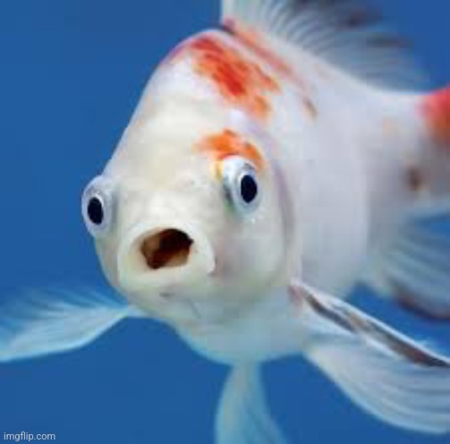 Surprised Fish | image tagged in surprised fish | made w/ Imgflip meme maker