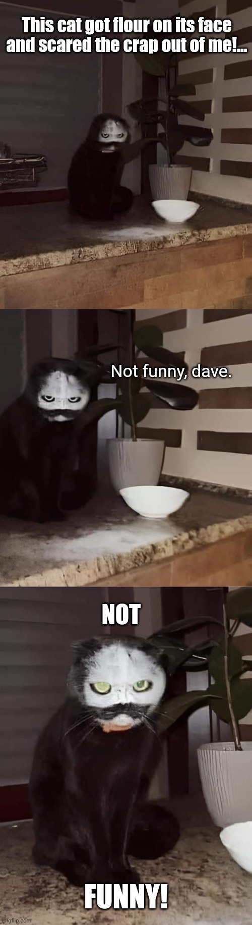 Goth cat | This cat got flour on its face and scared the crap out of me!... Not funny, dave. NOT; FUNNY! | image tagged in funny cat,flour,face,skull,scary,funny | made w/ Imgflip meme maker