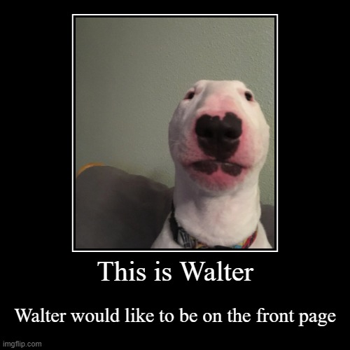 Walter want help | This is Walter | Walter would like to be on the front page | image tagged in funny,demotivationals | made w/ Imgflip demotivational maker