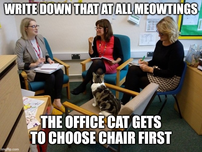 Cat meeting | WRITE DOWN THAT AT ALL MEOWTINGS; THE OFFICE CAT GETS TO CHOOSE CHAIR FIRST | image tagged in cat meeting | made w/ Imgflip meme maker