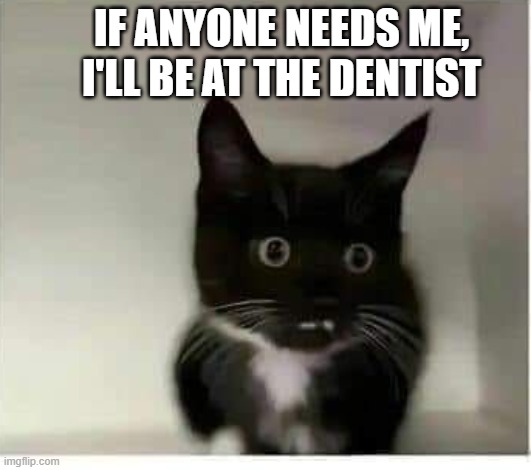 memes by Brad - Cute kitten looks like he has buck teeth | IF ANYONE NEEDS ME, I'LL BE AT THE DENTIST | image tagged in funny,cats,cute kitten,dentist,teeth,humor | made w/ Imgflip meme maker