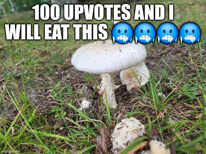 amanita cokeri goes hard | 100 UPVOTES AND I WILL EAT THIS 🥶🥶🥶🥶 | made w/ Imgflip meme maker