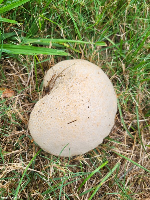 this one looks cool i wonder if its edible | made w/ Imgflip meme maker