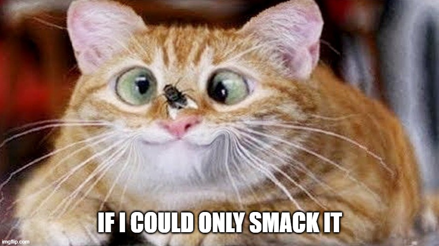 I sees a Fly | IF I COULD ONLY SMACK IT | image tagged in cats | made w/ Imgflip meme maker