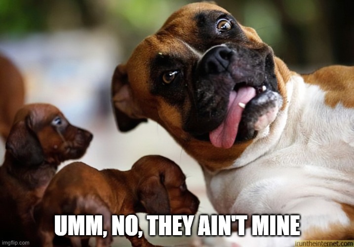 Call Maury | UMM, NO, THEY AIN'T MINE | image tagged in dogs | made w/ Imgflip meme maker