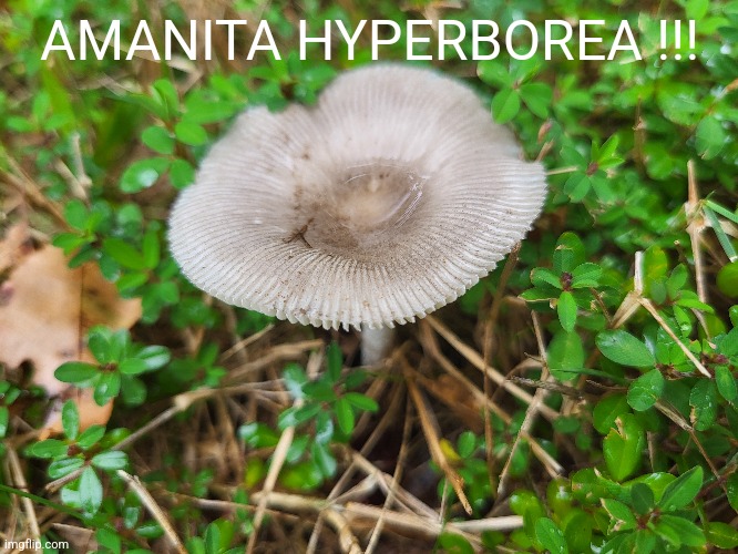 AMANITA HYPERBOREA !!! | made w/ Imgflip meme maker