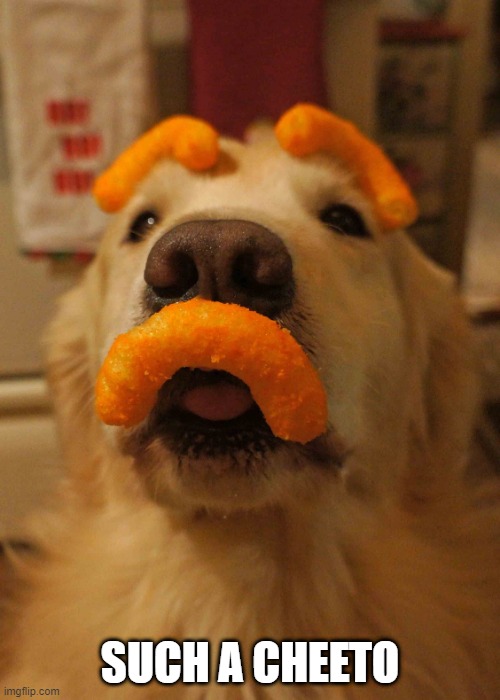 Cheeto Dog | SUCH A CHEETO | image tagged in dogs | made w/ Imgflip meme maker