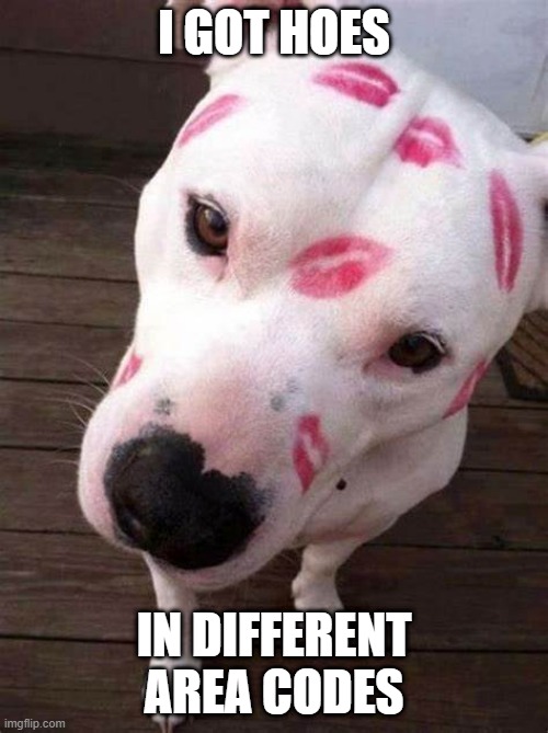 Kissy Dog | I GOT HOES; IN DIFFERENT AREA CODES | image tagged in dogs | made w/ Imgflip meme maker