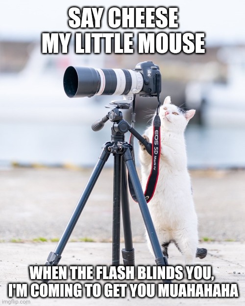 Cat photography | SAY CHEESE MY LITTLE MOUSE; WHEN THE FLASH BLINDS YOU,  I'M COMING TO GET YOU MUAHAHAHA | image tagged in cat photography | made w/ Imgflip meme maker