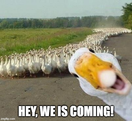 Geese Army | HEY, WE IS COMING! | image tagged in ducks | made w/ Imgflip meme maker