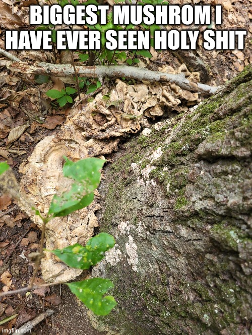 never in my life have i ever seen a mushroom this big | BIGGEST MUSHROM I HAVE EVER SEEN HOLY SHIT | made w/ Imgflip meme maker