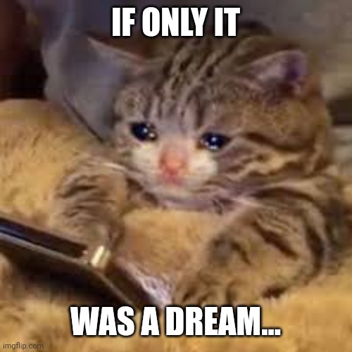 Sad Cat Looking At Phone | IF ONLY IT WAS A DREAM... | image tagged in sad cat looking at phone | made w/ Imgflip meme maker