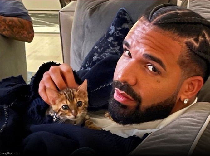 Drizzy kitten | image tagged in drizzy kitten | made w/ Imgflip meme maker