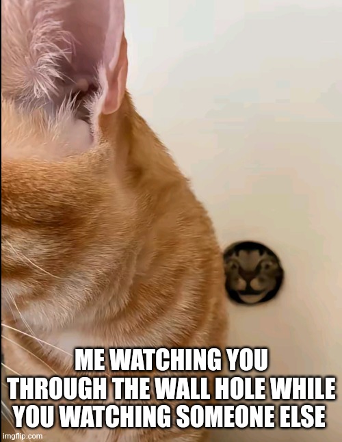 Cat watching loop | ME WATCHING YOU THROUGH THE WALL HOLE WHILE YOU WATCHING SOMEONE ELSE | image tagged in cats,funny,memes,cat,watching,wall | made w/ Imgflip meme maker