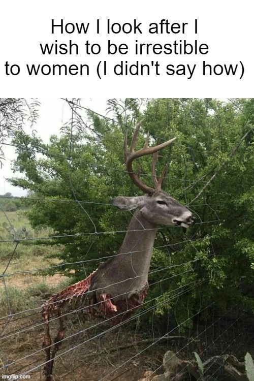 genie | How I look after I wish to be irrestible to women (I didn't say how) | image tagged in wish,women,deer,deer head,fence,sad but true | made w/ Imgflip meme maker