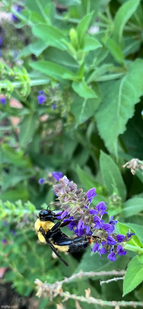 Picture I took of a bee on a flower. Feel free to steal for a phone bg or whatever | image tagged in irl picture,bees | made w/ Imgflip meme maker