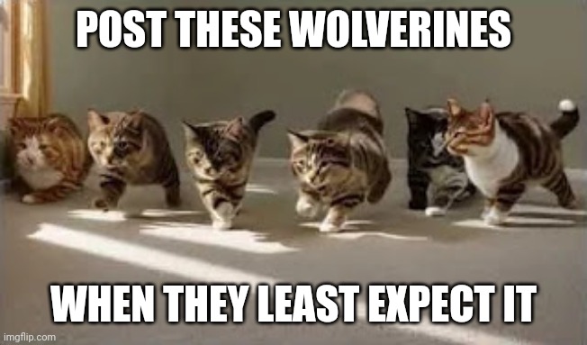 volverine | POST THESE WOLVERINES; WHEN THEY LEAST EXPECT IT | image tagged in squint your eyes | made w/ Imgflip meme maker