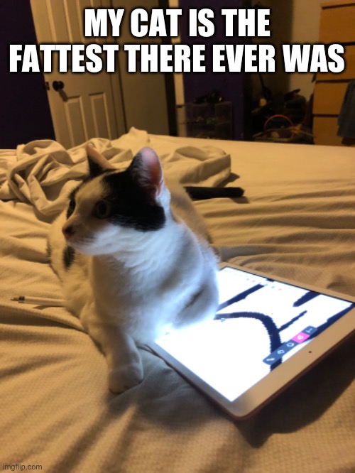 She’s so fat she can suffocate my iPad while I was LITERALLY just animating something | MY CAT IS THE FATTEST THERE EVER WAS | image tagged in fat cat | made w/ Imgflip meme maker