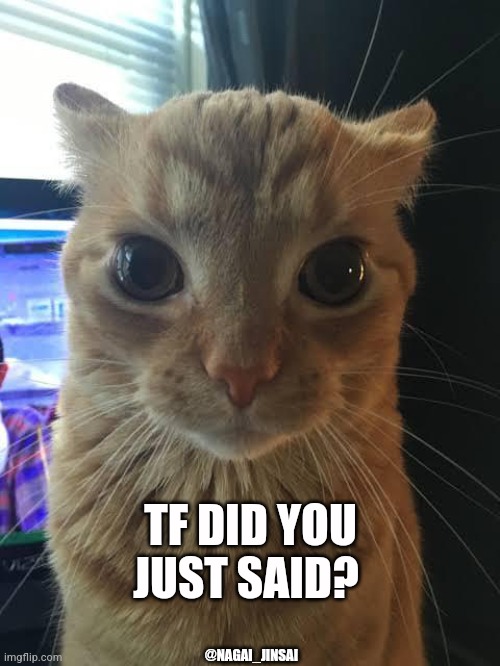 Honest reaction | TF DID YOU
JUST SAID? @NAGAI_JINSAI | image tagged in that's just silly cat | made w/ Imgflip meme maker