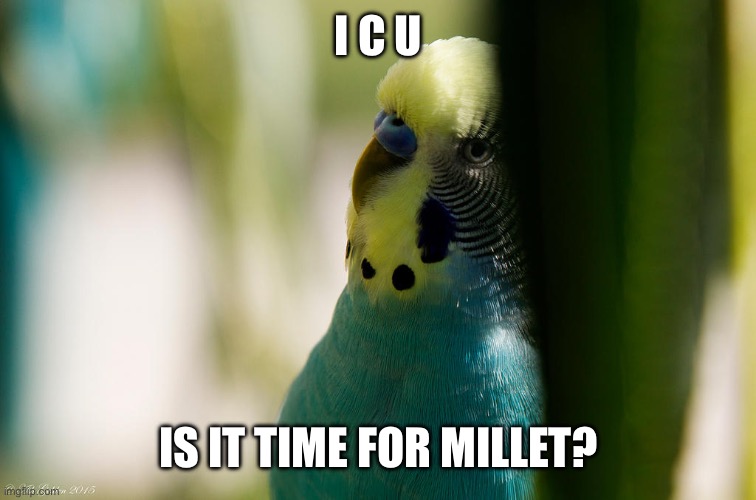 Maw hahahahahahahaha | I C U; IS IT TIME FOR MILLET? | image tagged in evil budgie | made w/ Imgflip meme maker