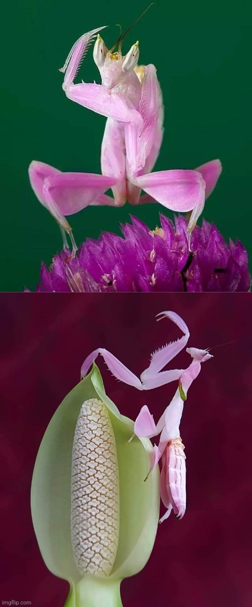 Pink Praying Mantis | image tagged in pink,praying mantis,beautiful nature,awesome,photography | made w/ Imgflip meme maker