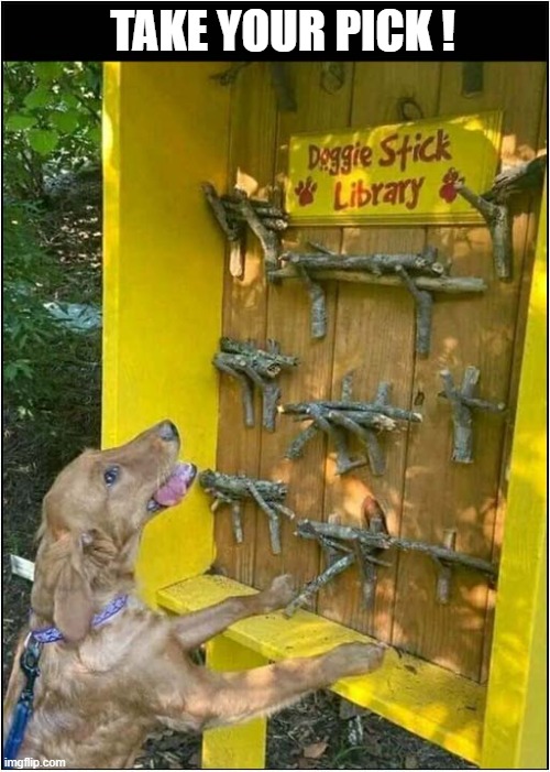 All Dogs Need This ! | TAKE YOUR PICK ! | image tagged in dogs,sticks,library,desire | made w/ Imgflip meme maker