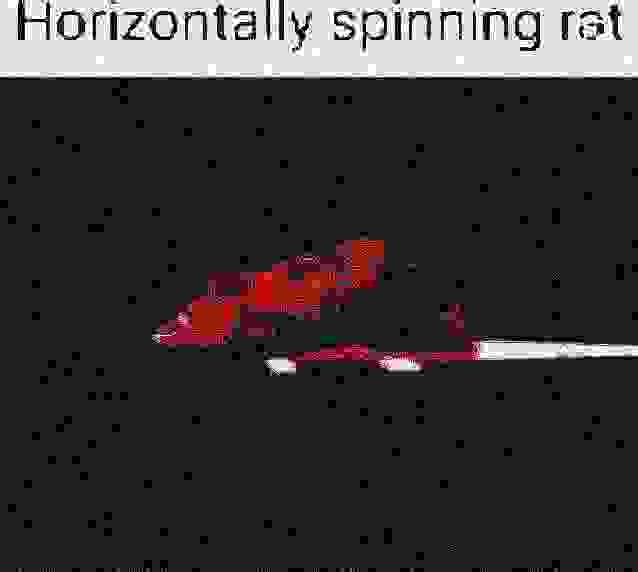 Deep fried horizontally spinning rat Blank Meme Template