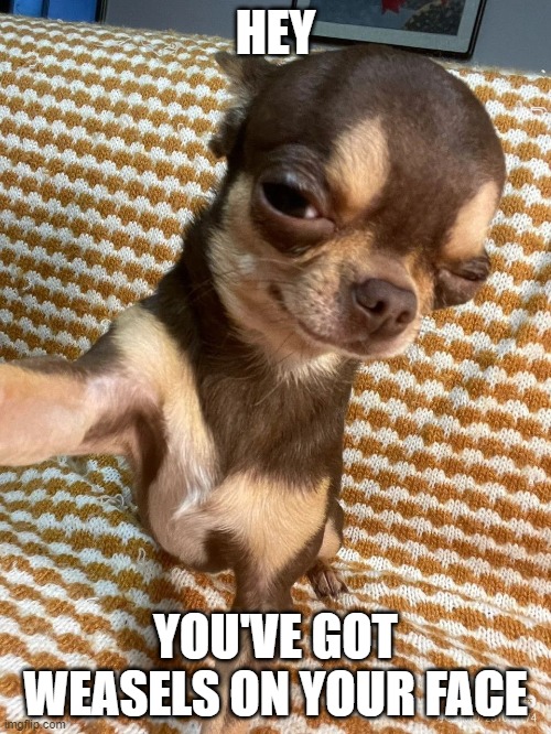 heyyy ? | HEY; YOU'VE GOT WEASELS ON YOUR FACE | image tagged in dog rizz | made w/ Imgflip meme maker