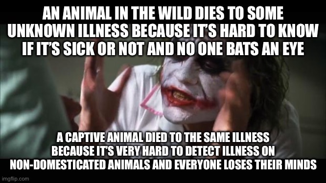 It’s very hard to see illness in a wild animal | AN ANIMAL IN THE WILD DIES TO SOME UNKNOWN ILLNESS BECAUSE IT’S HARD TO KNOW IF IT’S SICK OR NOT AND NO ONE BATS AN EYE; A CAPTIVE ANIMAL DIED TO THE SAME ILLNESS BECAUSE IT’S VERY HARD TO DETECT ILLNESS ON NON-DOMESTICATED ANIMALS AND EVERYONE LOSES THEIR MINDS | image tagged in memes,and everybody loses their minds | made w/ Imgflip meme maker