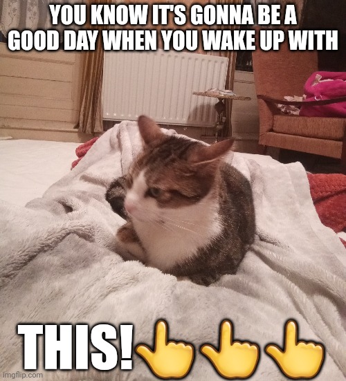 YOU KNOW IT'S GONNA BE A GOOD DAY WHEN YOU WAKE UP WITH; THIS!👆👆👆 | image tagged in cats,meow | made w/ Imgflip meme maker