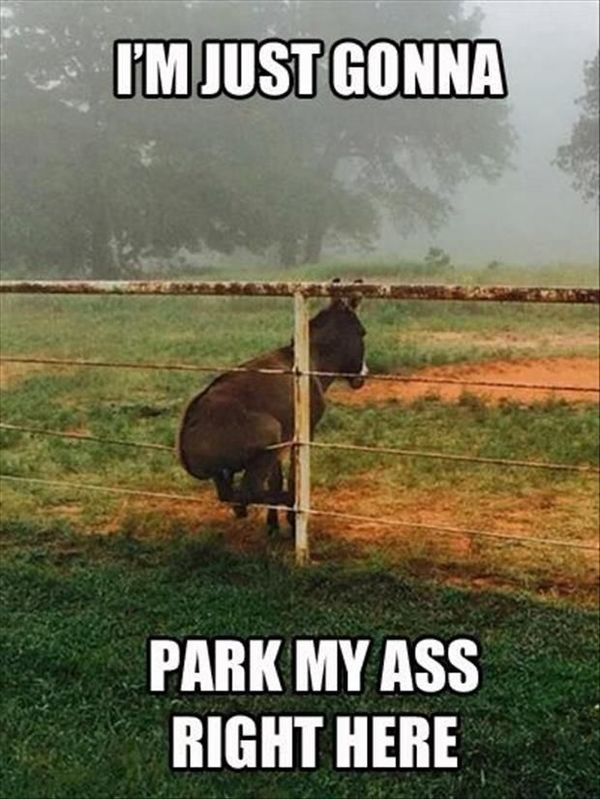 park my ass Blank Meme Template