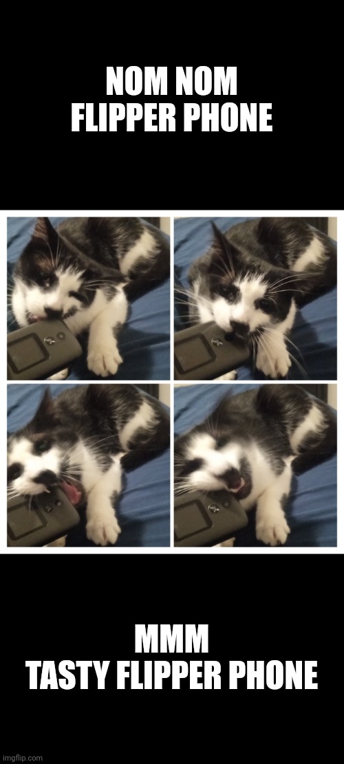 My cat has mental issues | NOM NOM
FLIPPER PHONE; MMM
TASTY FLIPPER PHONE | image tagged in custom template,cats,funny,phone,collage | made w/ Imgflip meme maker